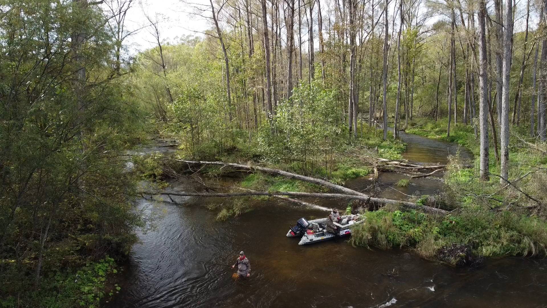 Дикие звери. Осень. Тайга. Горная река. Рыбалка смотреть онлайн