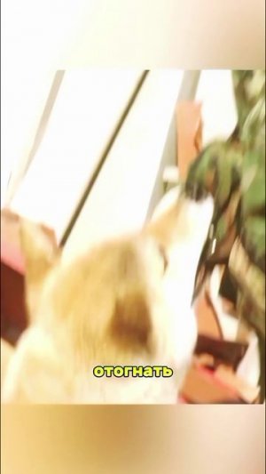 Как мать-собака всех спасла😳