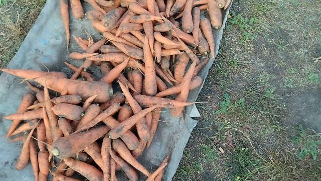 урожай моркови 2025год