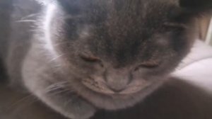 сова из 99 ночей напала на нас кошка зося говорящая кошка