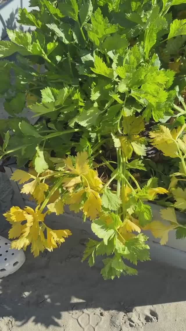 ПОЧЕМУ ЖЕЛТЕЮТ ЛИСТЬЯ смотреть онлайн