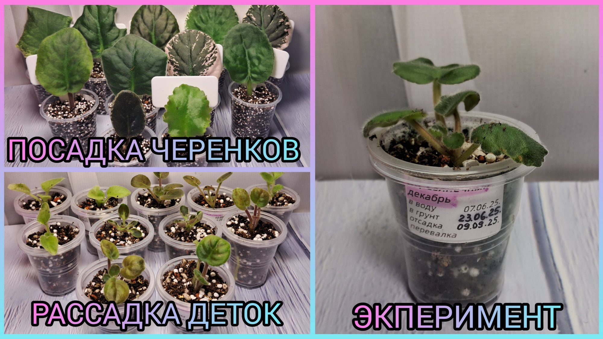 Посадка черенков. Отсадка и рассадка деток фиалок. смотреть онлайн