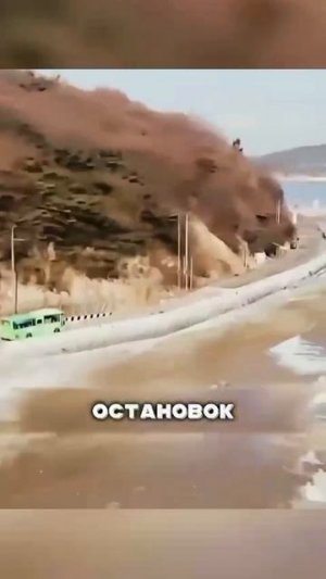 Пёс из Хабаровска