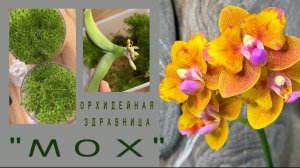 ОРХИДЕИ, которые еще не в мусорном ведре😂 Наращивание корней в мхе
