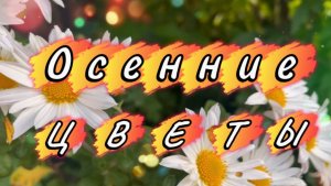 Осенние цветы, красивая песня