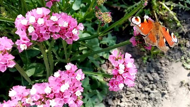 VID_20240905_121833 осенний пейзаж