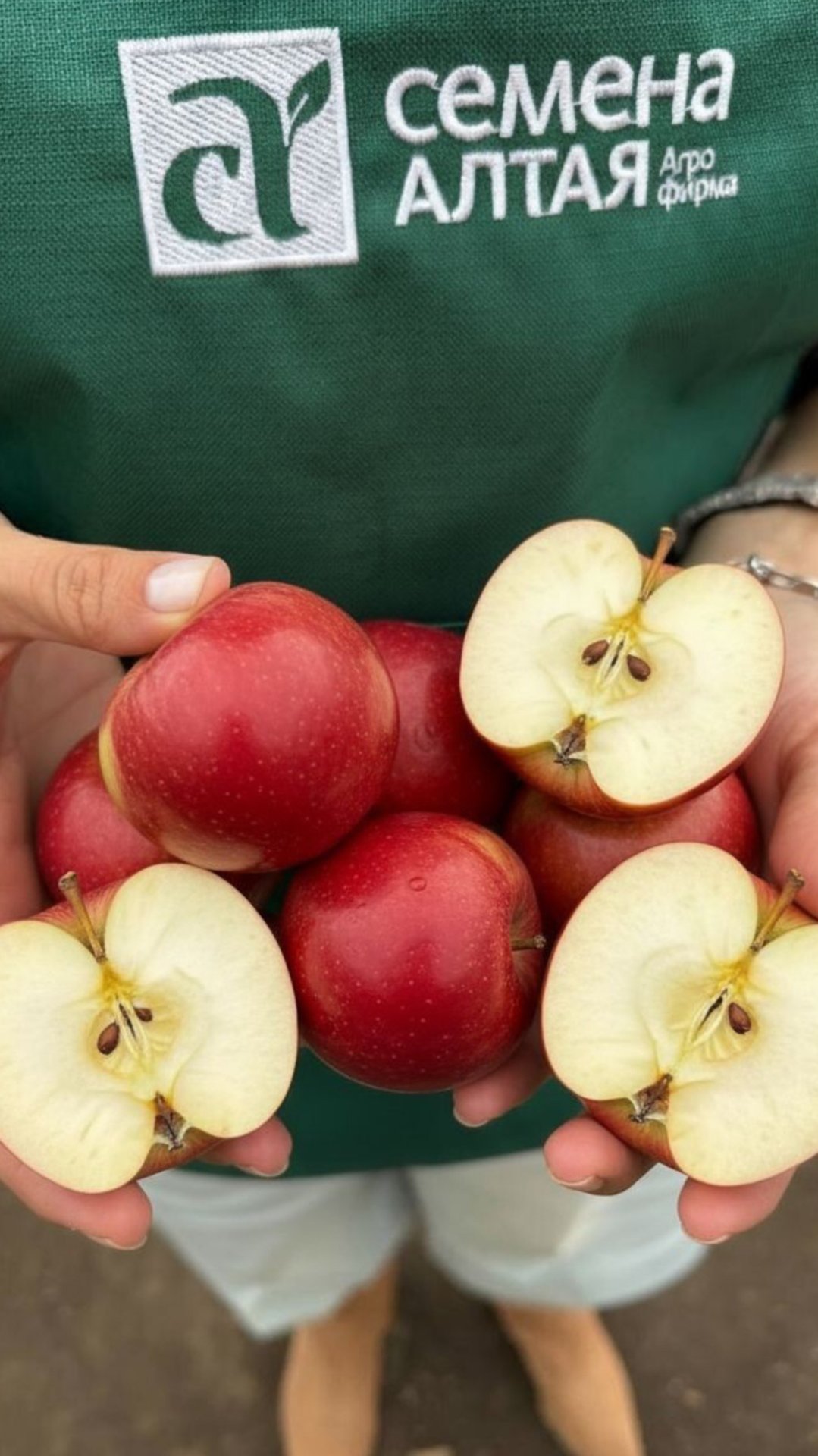 УЛУЧШАЕМ ВКУС И СОХРАННОСТЬ ЯБЛОК смотреть онлайн