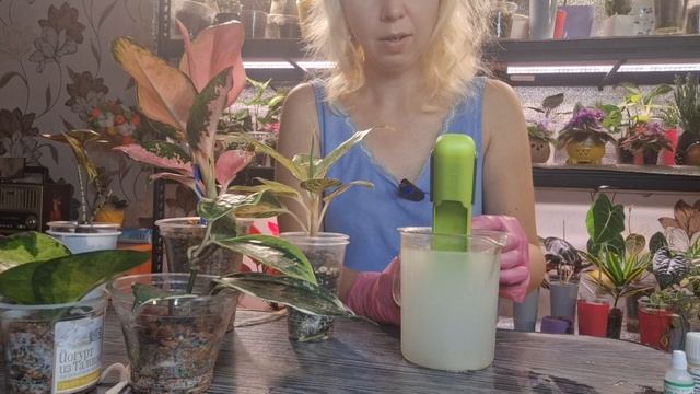 Обработка новеньких растений от насекомых вредителей смотреть онлайн