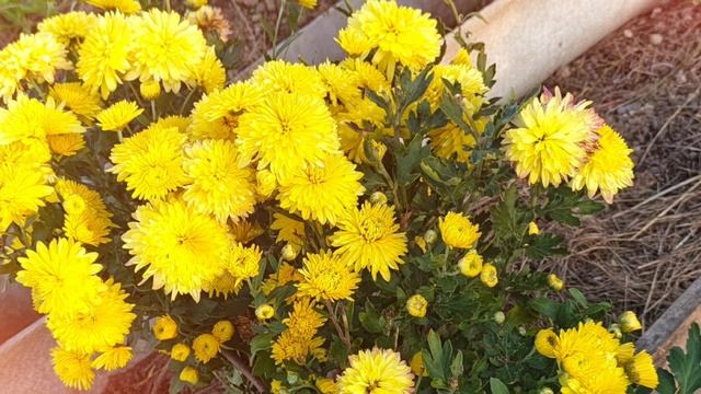 Начало октября. Цветы, лес. Приятная расслабляющая музыка. смотреть онлайн