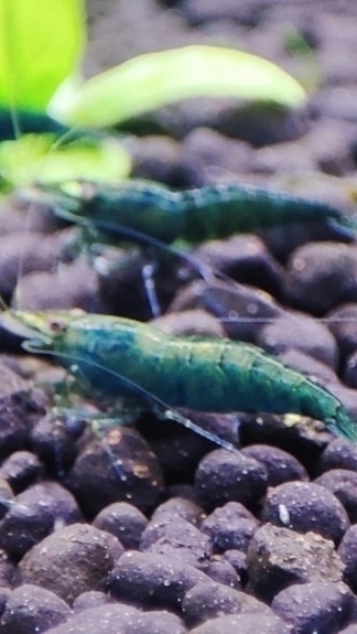 Аквариумные креветки Зелёный Нефрит смотреть онлайн