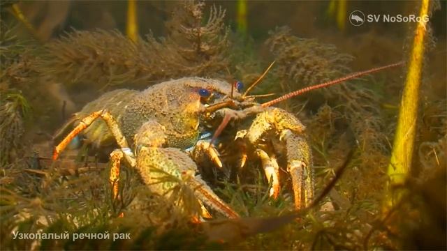 Чем предпочитает питаться Длиннопалый речной рак (Long-clawed crayfish) — Pontastacus leptodactylus? смотреть онлайн