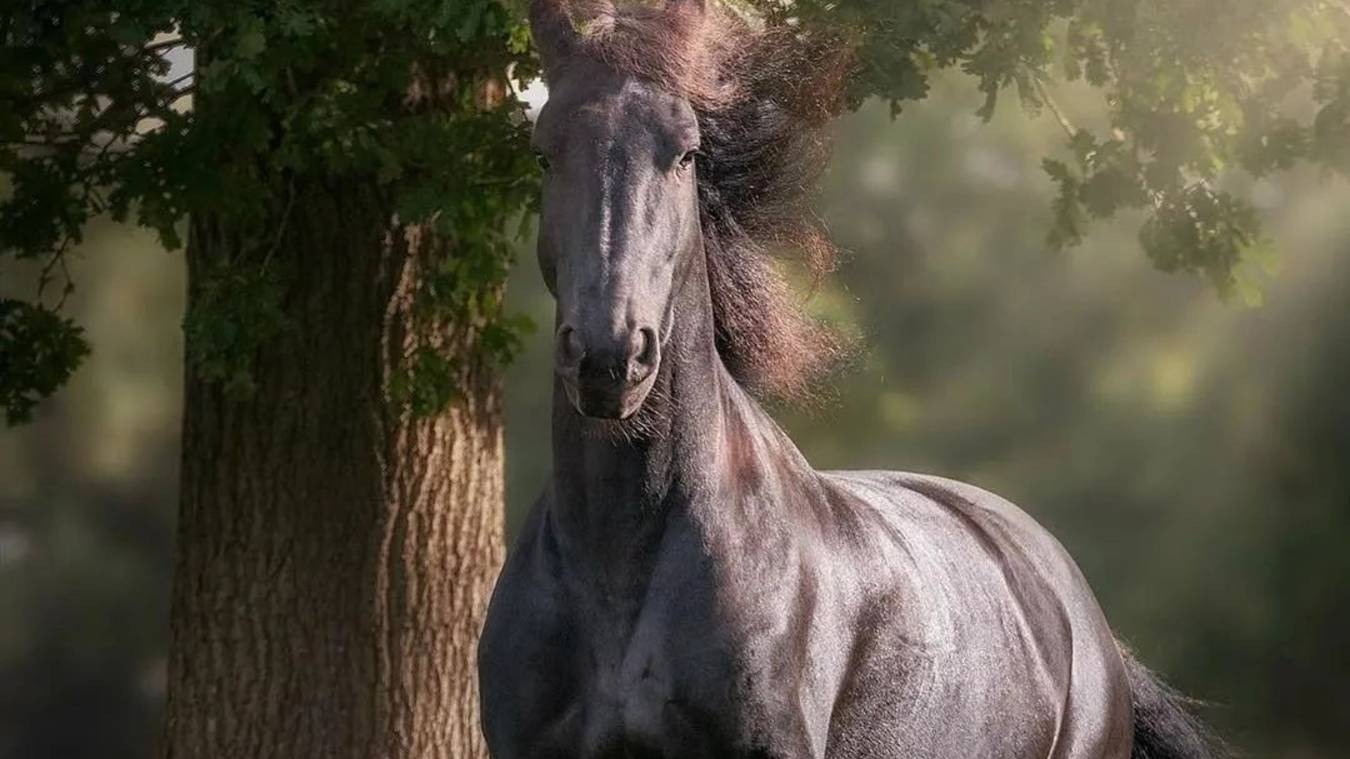 Всемирный день сельскохозяйственных животных смотреть онлайн