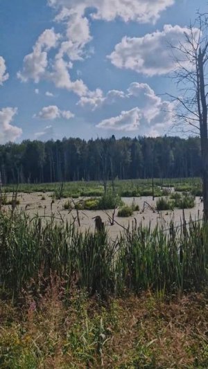 ЗВУКИ ЛЕТА❤️