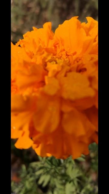 осень #красота #цветы #природа #цветы  02-10-2025