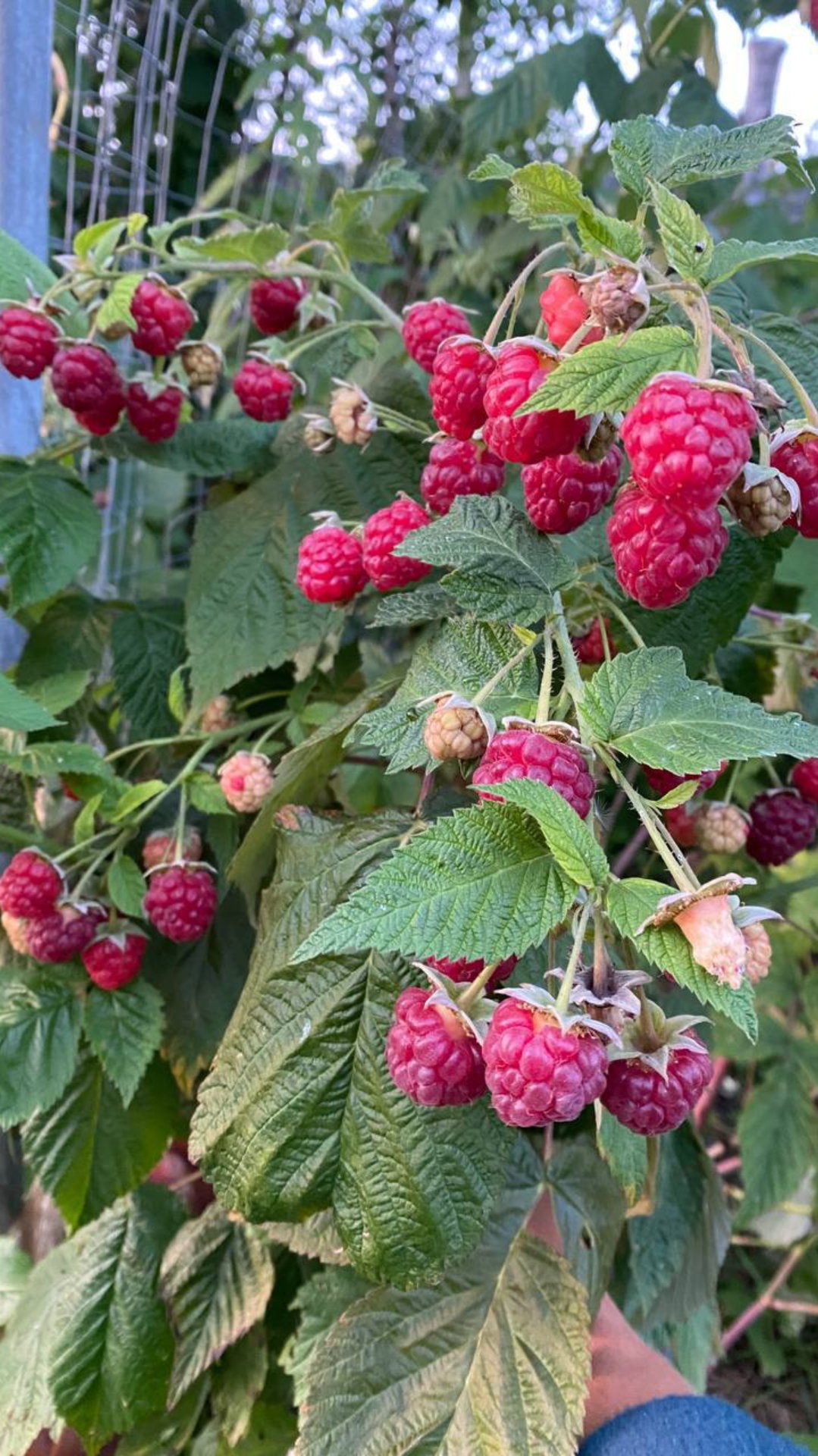 МОНИЛИОЗ МАЛИНЫ смотреть онлайн