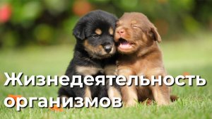 Жизнедеятельность организмов. 5 класс.