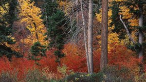 Неряха осень Песня в моём исполнении