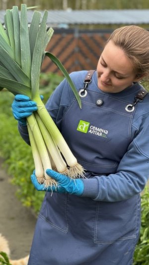 ЛУК ПОРЕЙ 2025