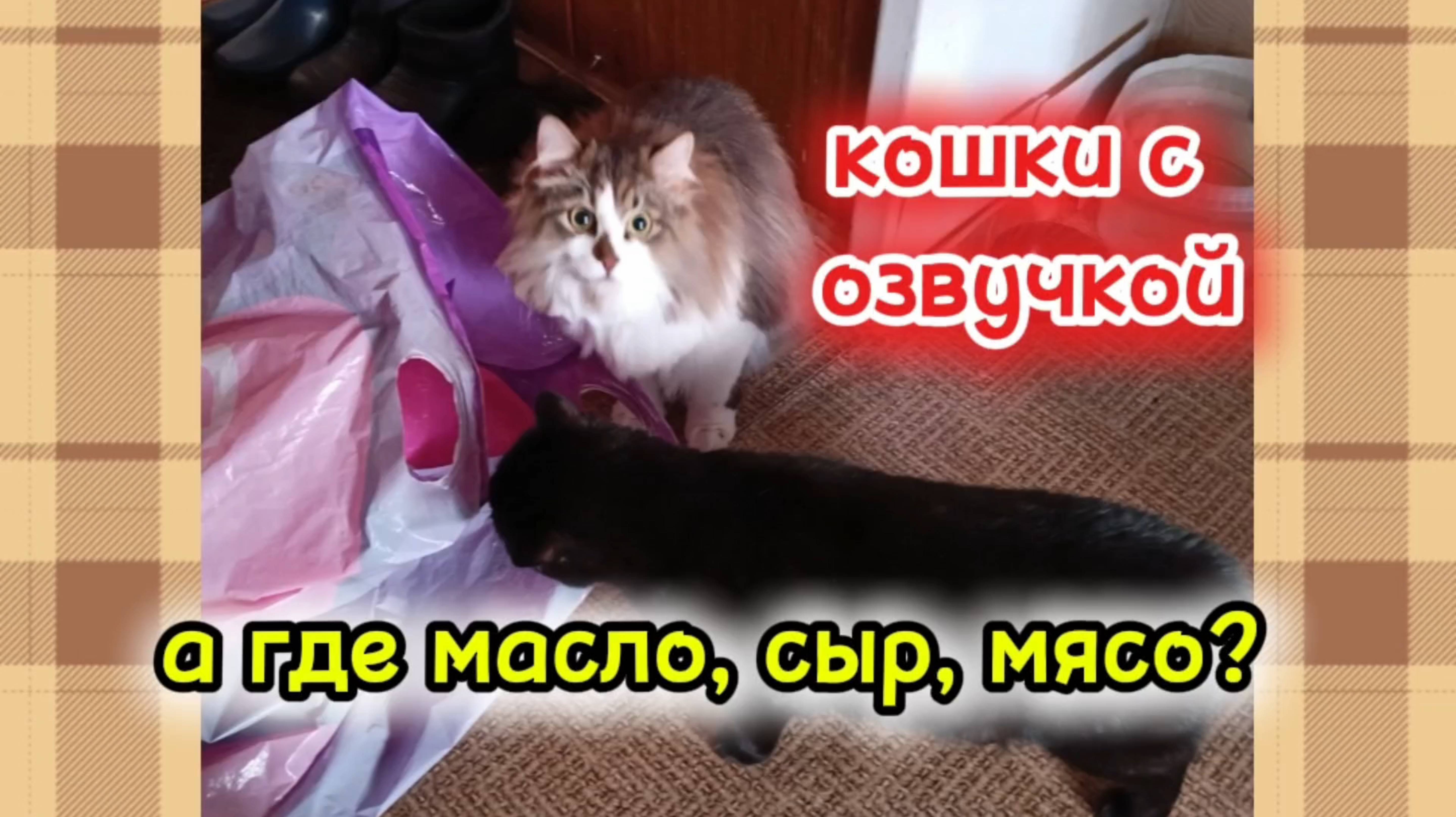 Кошки с озвучкой. смотреть онлайн