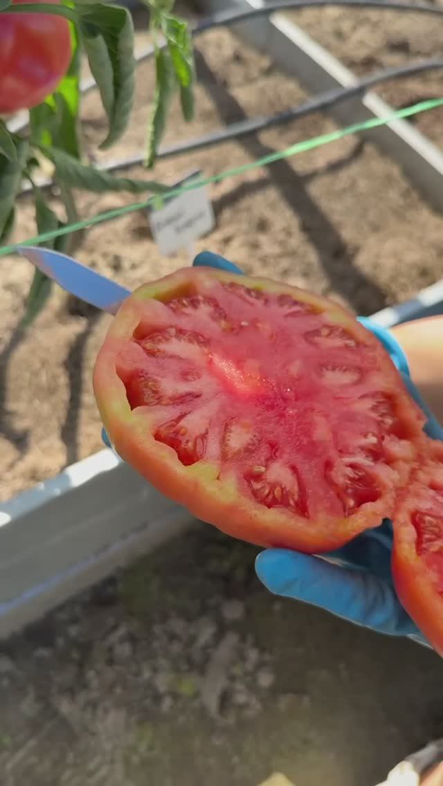 ТОМАТ БРАВЫЙ ГЕНЕРАЛ смотреть онлайн