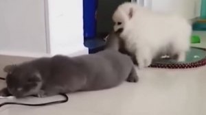 Смешные животные, часть 47