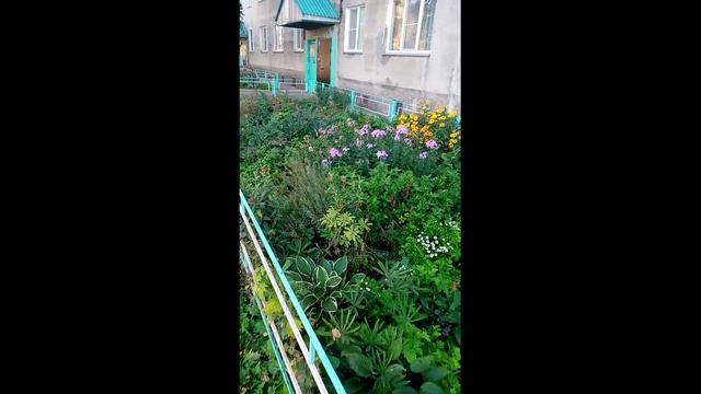 Городские цветы.