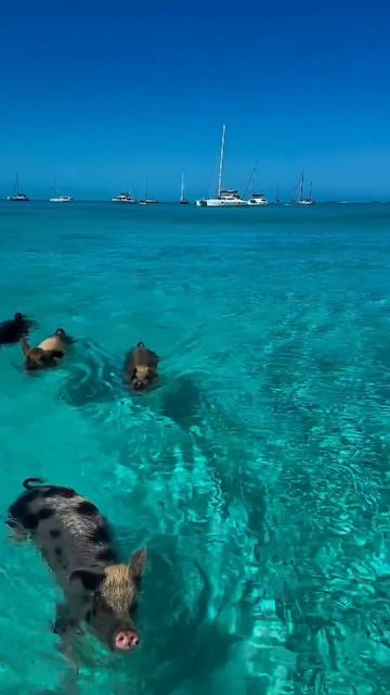 Эксума, Багамы смотреть онлайн