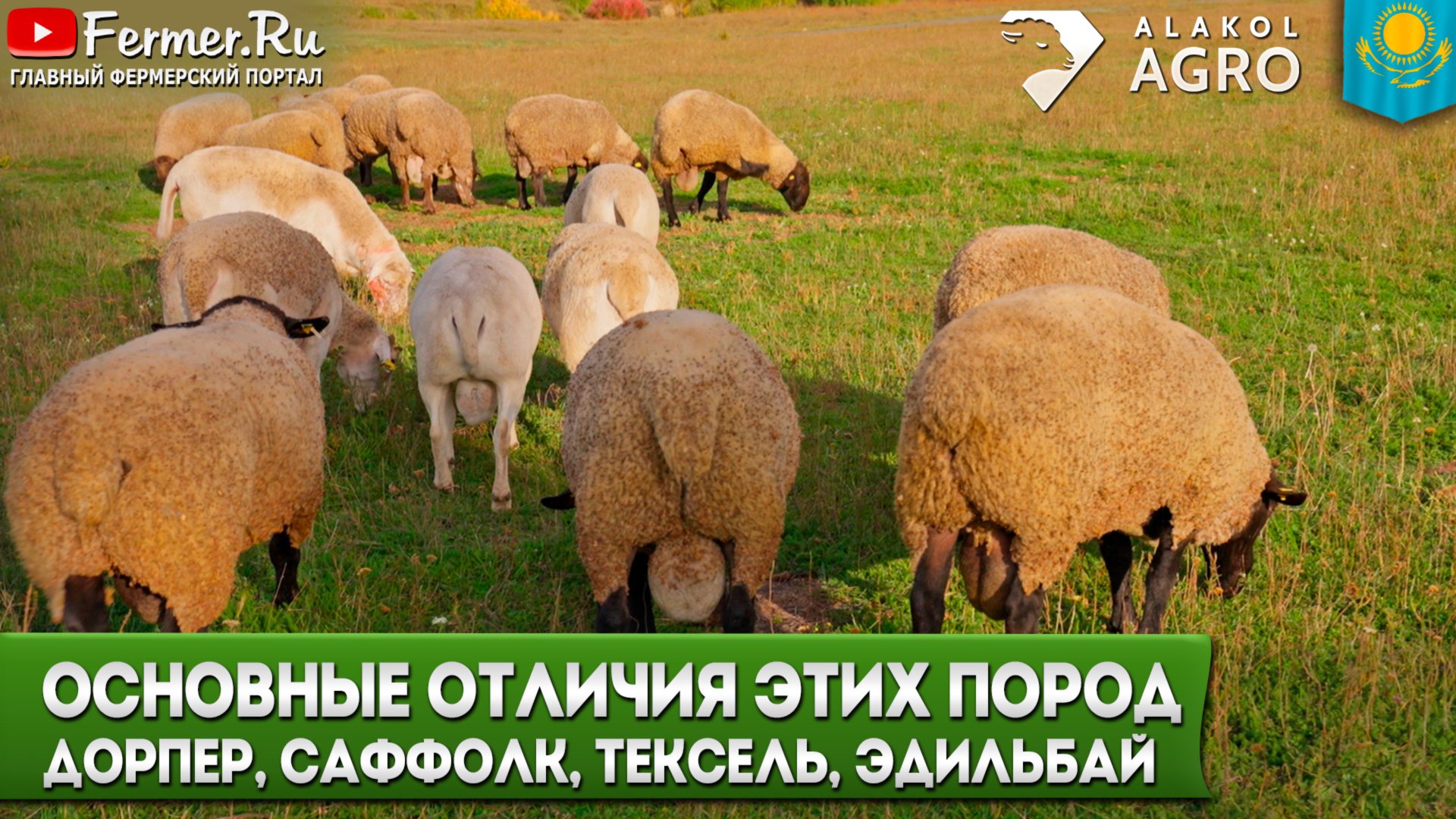 Какую породу овец выбрать в Казахстане? Эдильбаевская или импортные мясные породы? Опыт фермеров смотреть онлайн