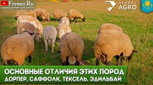 Какую породу овец выбрать в Казахстане? Эдильбаевская или импортные мясные породы? Опыт фермеров
