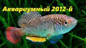 Аквариумная ретроспектива. Год 2012-й