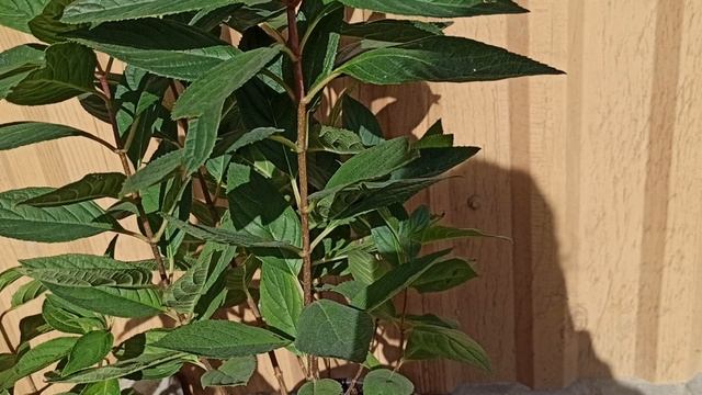 Что КУПИЛА, каким ЦВЕТОМ гибискус