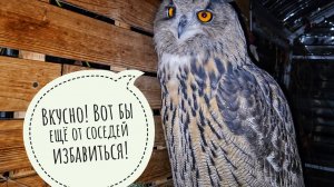 Посадили вторую подарочную берёзу. Цветочные совы и другие дождались ужин. Деревья близко к дому?