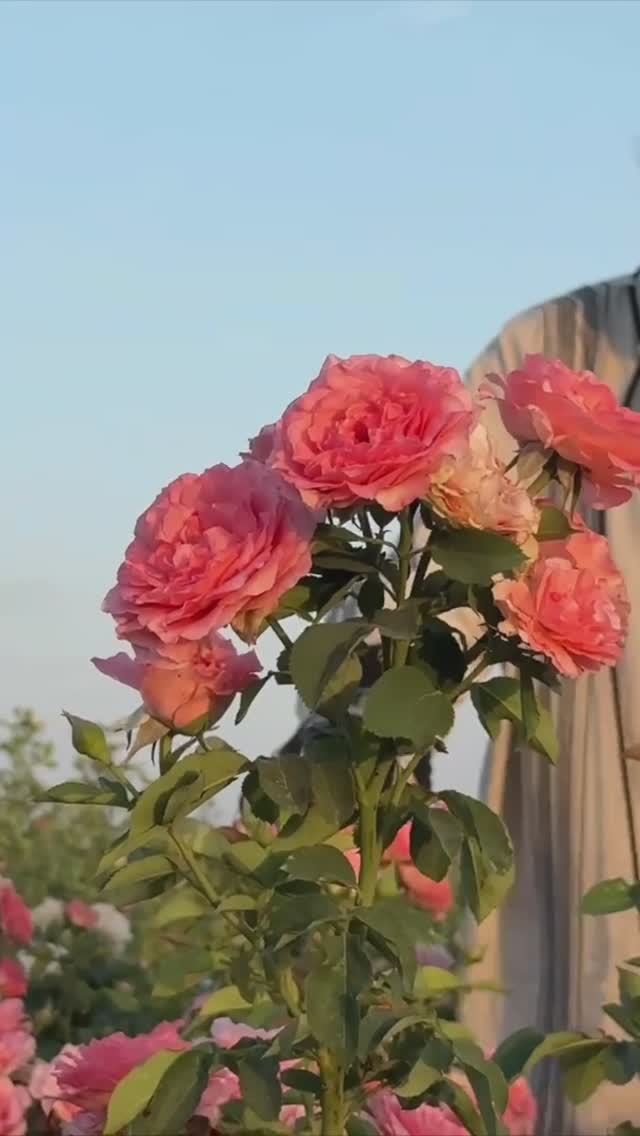 РОЗА КОРАЛ ЖЕЛЕ смотреть онлайн