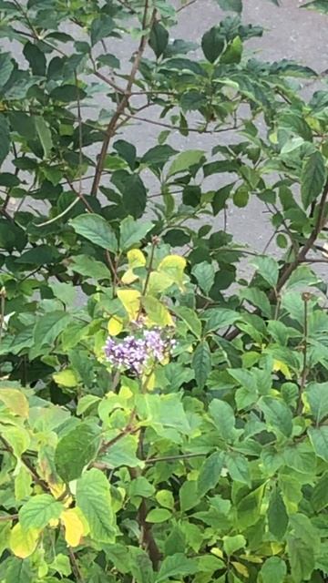 30 сентября зацвела сирень. (г. Архангельск) смотреть онлайн