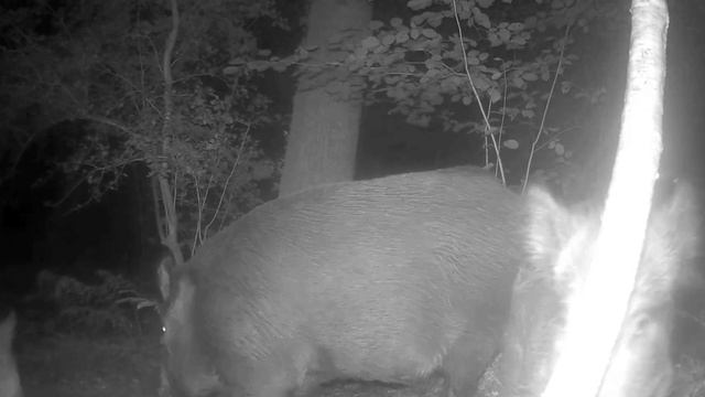 Кабаны видео фото ловушки смотреть онлайн