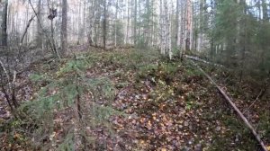 Охота с гончим на зайца