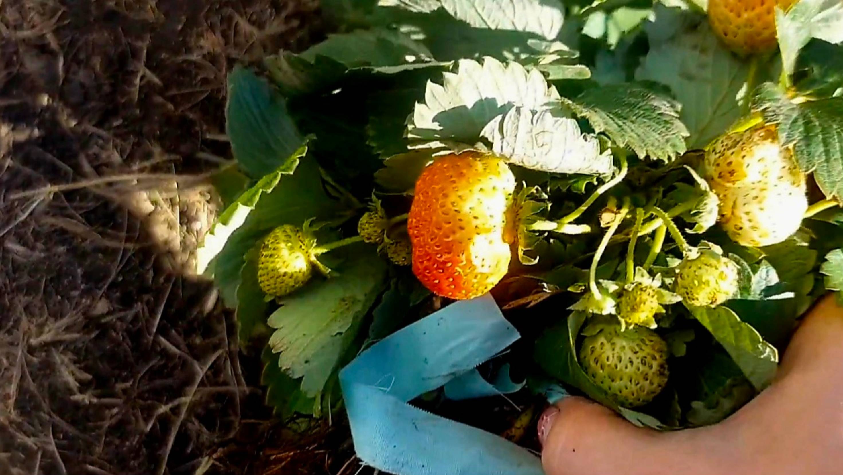 СОРТАМИ КЛУБНИКИ ДОВОЛЬНА...НАШ ОПЫТ В ПОСАДКИ смотреть онлайн