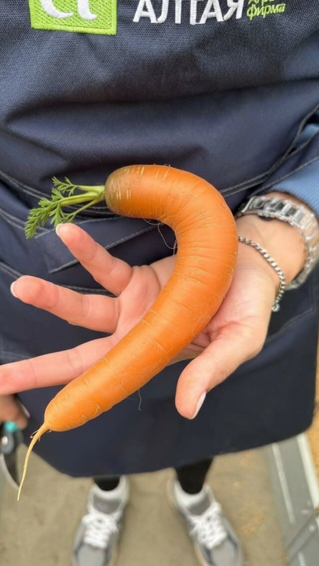 ЧТОБЫ МОРКОВЬ БЫЛА РОВНОЙ смотреть онлайн