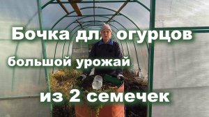 Бочка для огурцов: готовим осенью, собираем большой урожай летом