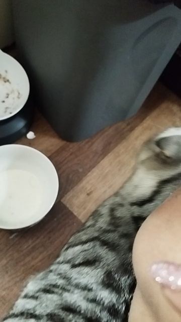 кот тимон смотреть онлайн