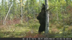 Подготовка к промыслу соболя. Часть 2. Якутия.