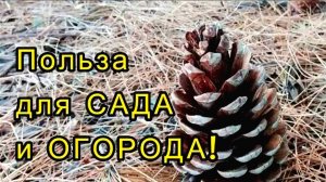 СОСНОВАЯ ХВОЯ ДЛЯ ОГОРОДА
