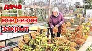 Дача.Вот и закончился дачный сезон.Осталось только закрыть на зиму виноград и ежевику