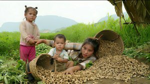 Собираю вместе с ребенком арахис, чтобы продать его на рынке. Отвариваю арахис для еды. Вьетнам