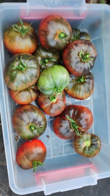 Урожайность этого томата удивляет каждый год! #огород #томаты смотреть онлайн