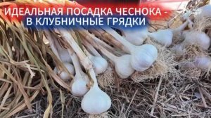 ИДЕАЛЬНАЯ ПОСАДКА ЧЕСНОКА ОСЕНЬЮ - В КЛУБНИЧНЫЕ ГРЯДКИ. ВЫРАСТАЮТ ГРОМАДНЫЕ ГОЛОВКИ