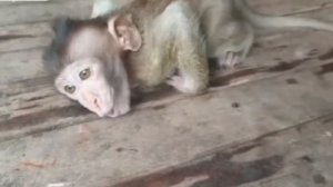 Детёныш макаки, попадая к людям, чем старше, тем сильнее... 1000035828.mp4