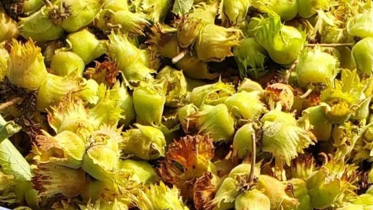 Фундук Шедевр | Small Gardens