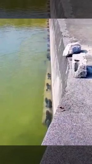 Куда это они собрались?