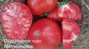 Минусинские сорта томатов, о которых можно говорить бесконечно! Выбираем самые лучшие сорта!